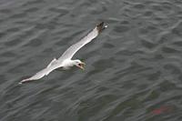 Cjp_2009_07_19_165901 (1).jpg